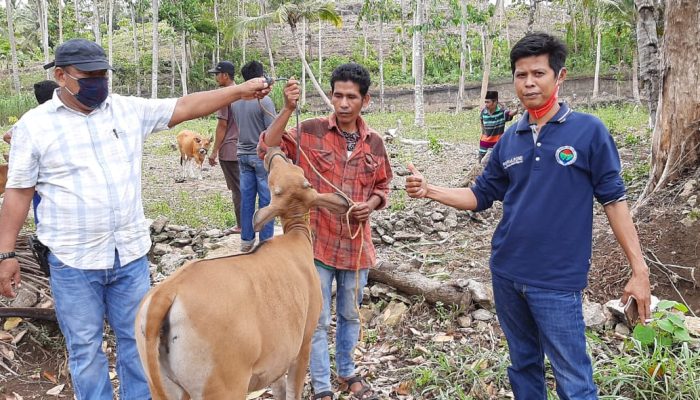 Kepala Desa Pasempe Serahkan 25 Ekor Sapi Kepada Warga Kategori Miskin