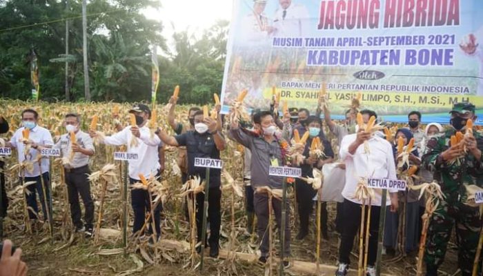 Mentan SYL Panen Perdana Jagung Hibrida di Lanca Tellu Siattinge