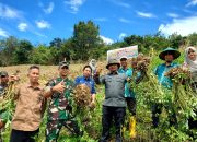 15 Tahun Lahan Tidur di Desa Lamoncong Kini Produktif Berkat Kadis Asman 