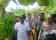 Sempat Dibully Gubernur “Pisang”, Budidaya Pisang Cavendis Terobosan Bahtiar Baharuddin Dikunjungi Pangdam dan Kapolda Siap Jadi Produk Unggulan Bone