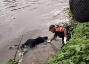 Mayat Perempuan Ditemukan Mengapung di Sungai Walanae Cenrana, Tim SAR Ungkap Indentitas
