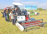 Brigade Pangan Bone Dibawah Arah Bupati Asman Cetak Rekor Panen 8 Ton per Hektar