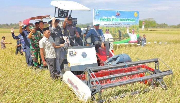 Brigade Pangan Bone Dibawah Arah Bupati Asman Cetak Rekor Panen 8 Ton per Hektar
