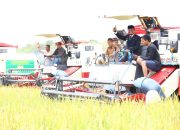 Bupati Bone Panen Raya Bersama Brigade Pangan Cenrana