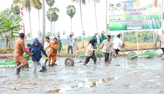 Tanam Serempak di Welado, Bupati Bone Perkuat Arah Pertanian Modern